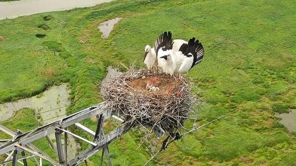 鸟儿在高压线上筑巢