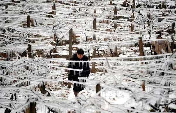 2008年2月4日，湖南郴州苏仙区一位村民从结冰的葡萄架下走过（图片来源：新华社）